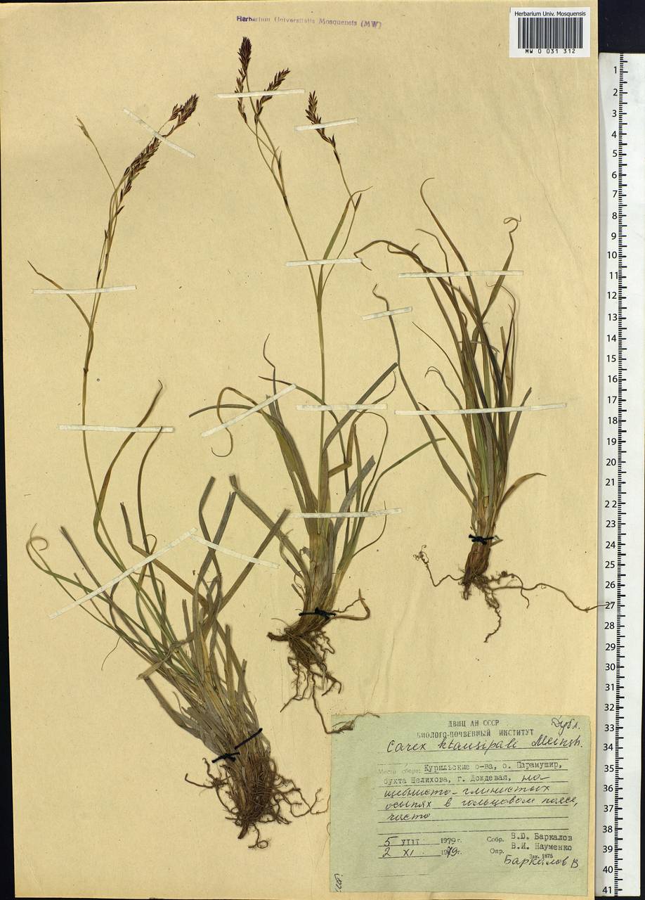 Carex stenantha var. taisetsuensis Akiyama, Siberia, Russian Far East (S6) (Russia)