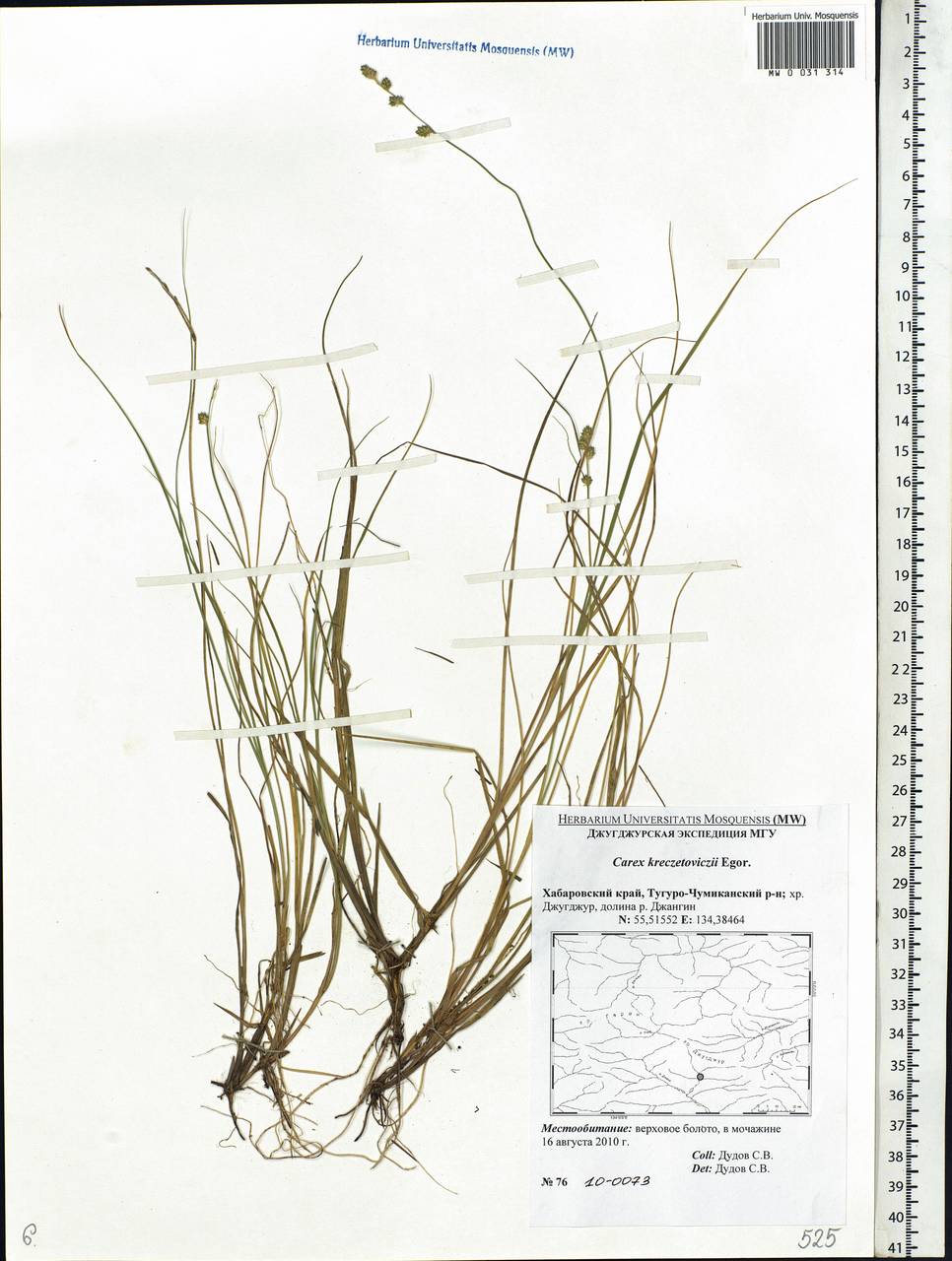 Carex kreczetoviczii T.V.Egorova, Siberia, Russian Far East (S6) (Russia)