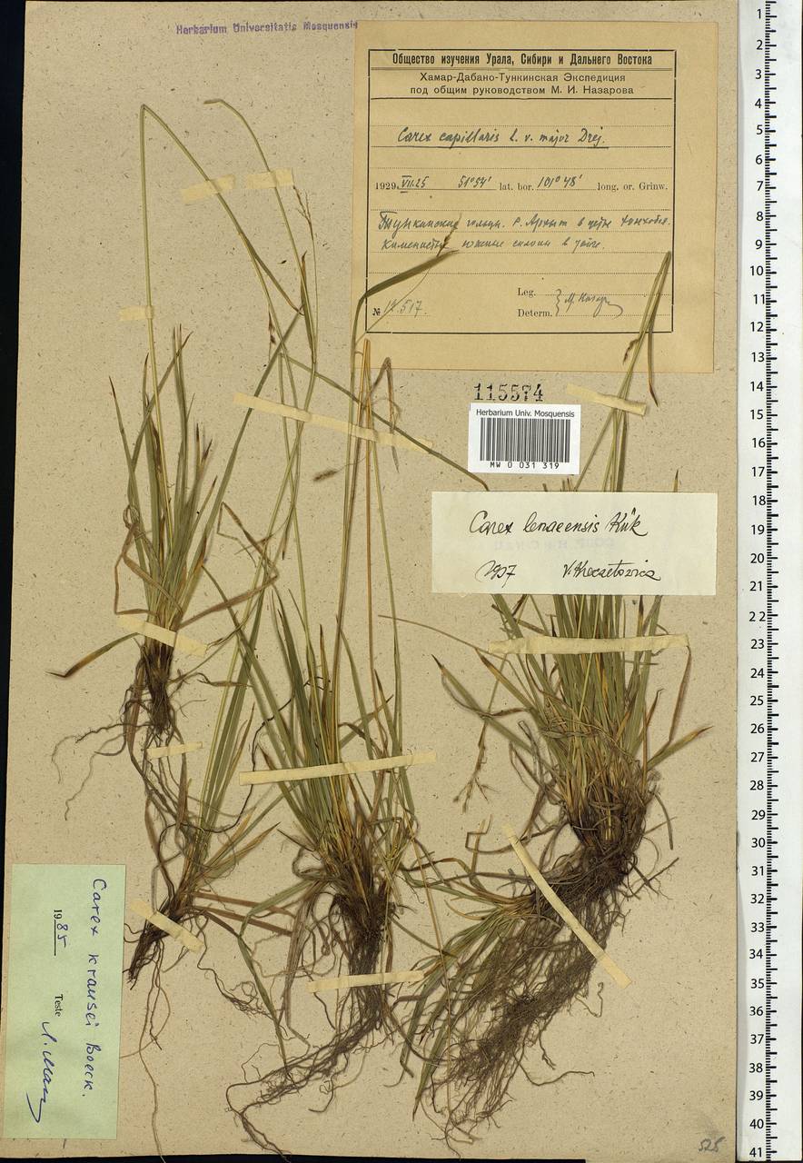 Carex × turfosa Fr., Siberia, Baikal & Transbaikal region (S4) (Russia)