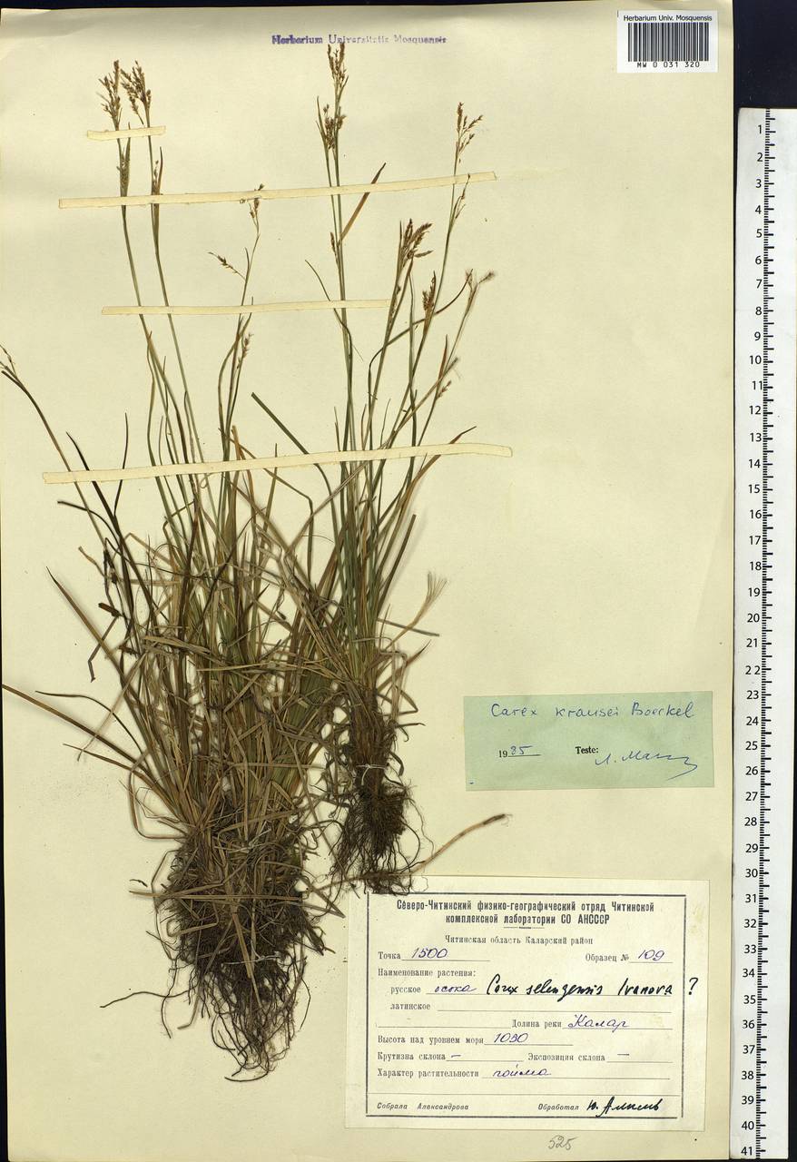Carex × turfosa Fr., Siberia, Baikal & Transbaikal region (S4) (Russia)
