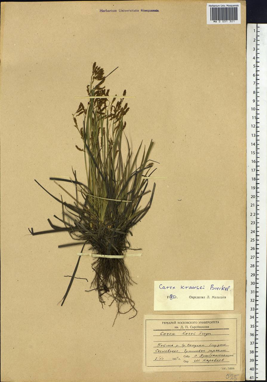 Carex × turfosa Fr., Siberia, Baikal & Transbaikal region (S4) (Russia)