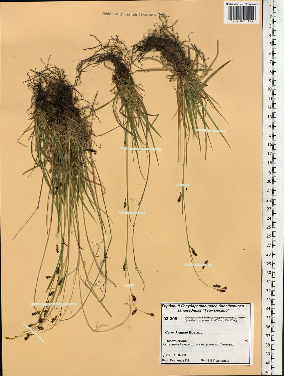 Carex × turfosa Fr., Siberia, Central Siberia (S3) (Russia)