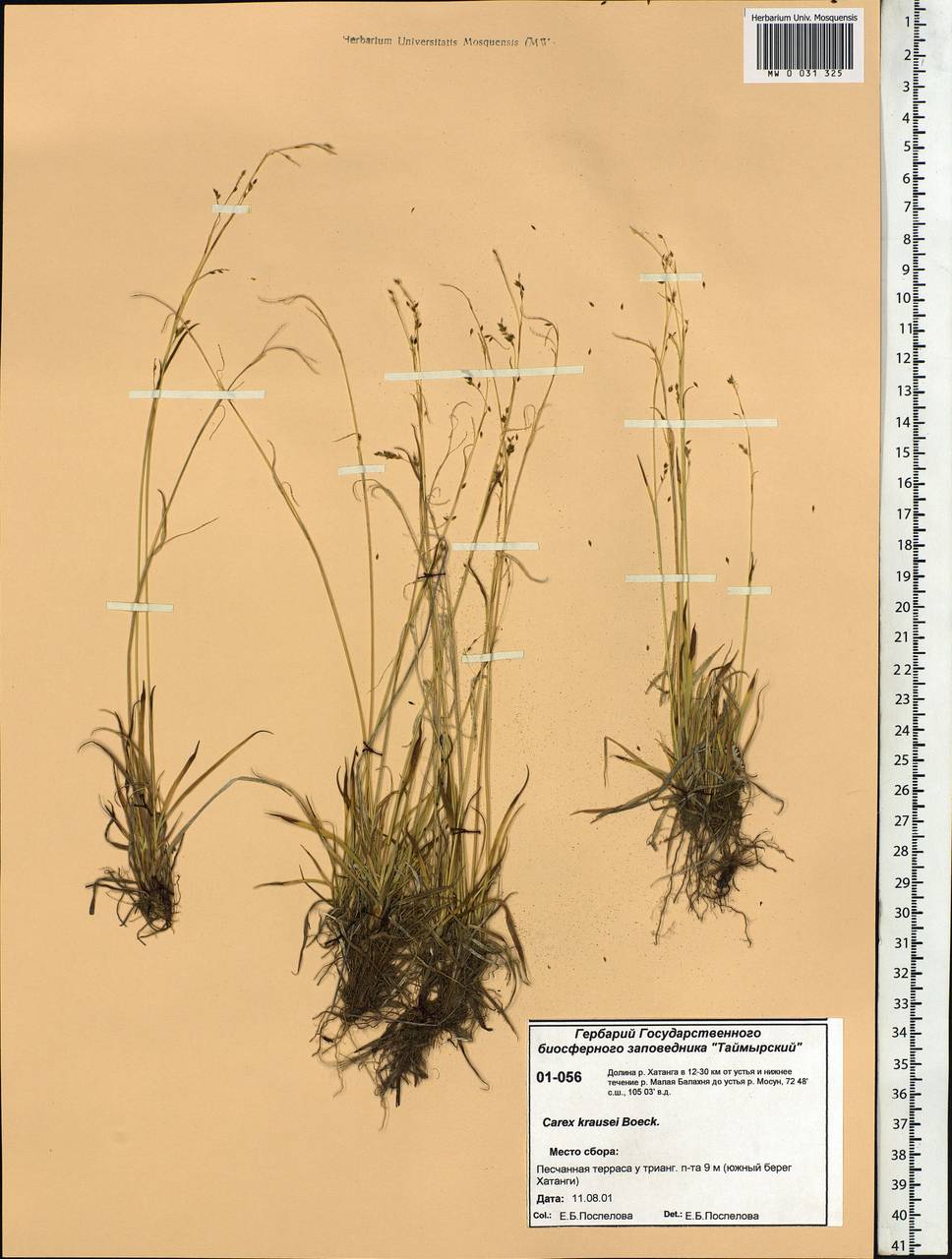 Carex × turfosa Fr., Siberia, Central Siberia (S3) (Russia)