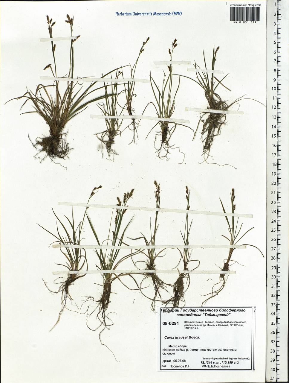 Carex krausei Boeckeler, Siberia, Central Siberia (S3) (Russia)