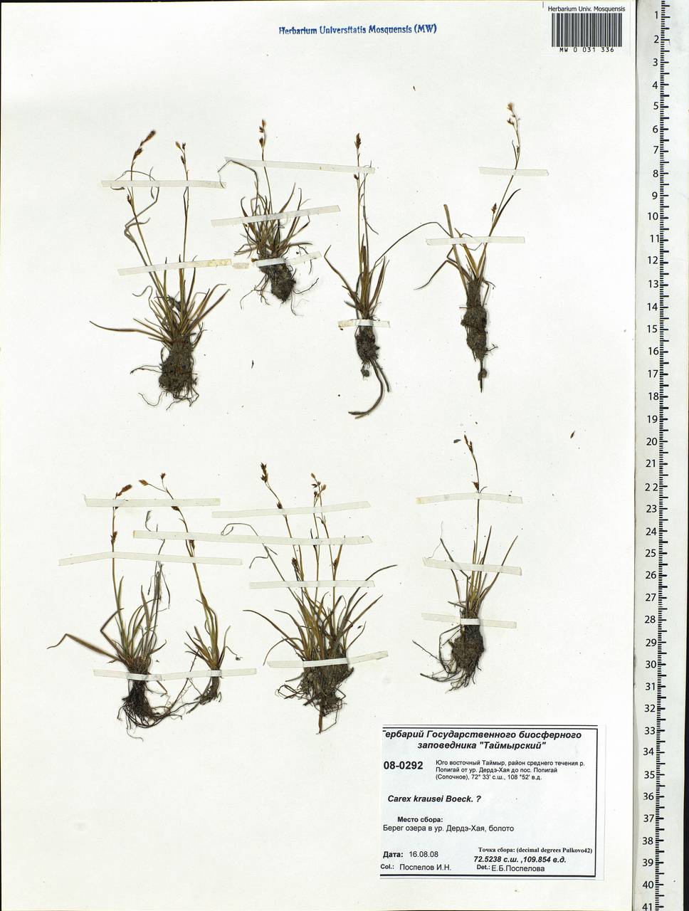 Carex × turfosa Fr., Siberia, Central Siberia (S3) (Russia)