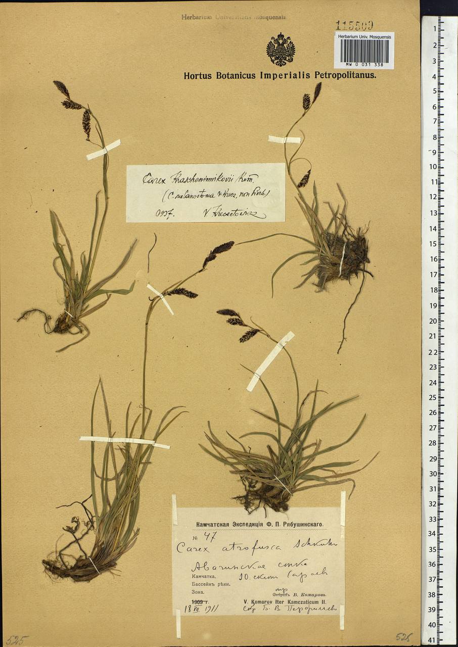 Carex krascheninnikovii Kom. ex V.I.Krecz., Siberia, Chukotka & Kamchatka (S7) (Russia)