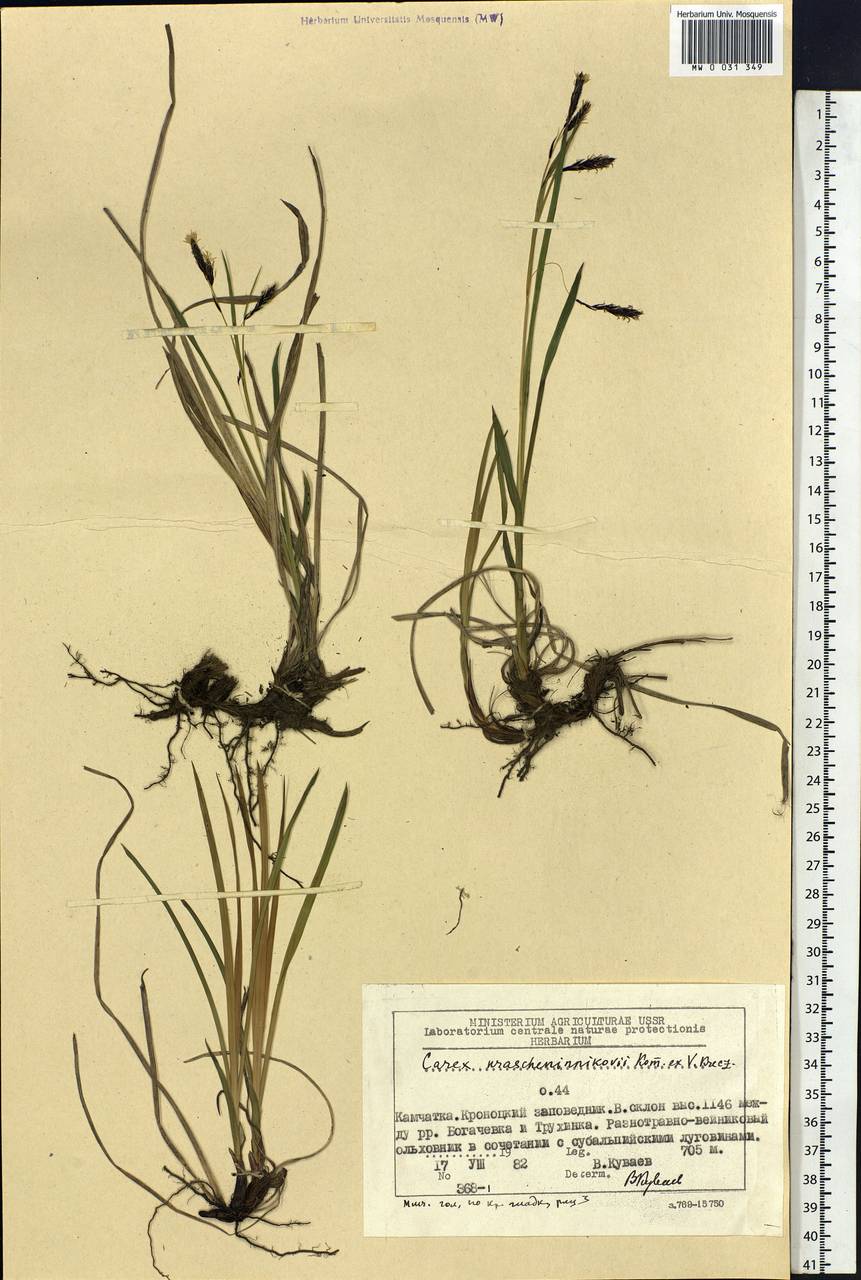 Carex krascheninnikovii Kom. ex V.I.Krecz., Siberia, Chukotka & Kamchatka (S7) (Russia)