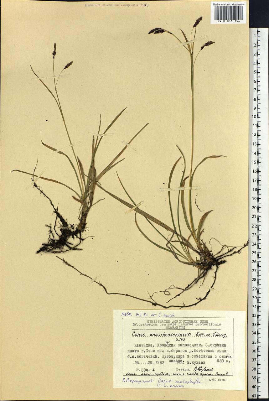 Carex krascheninnikovii Kom. ex V.I.Krecz., Siberia, Chukotka & Kamchatka (S7) (Russia)