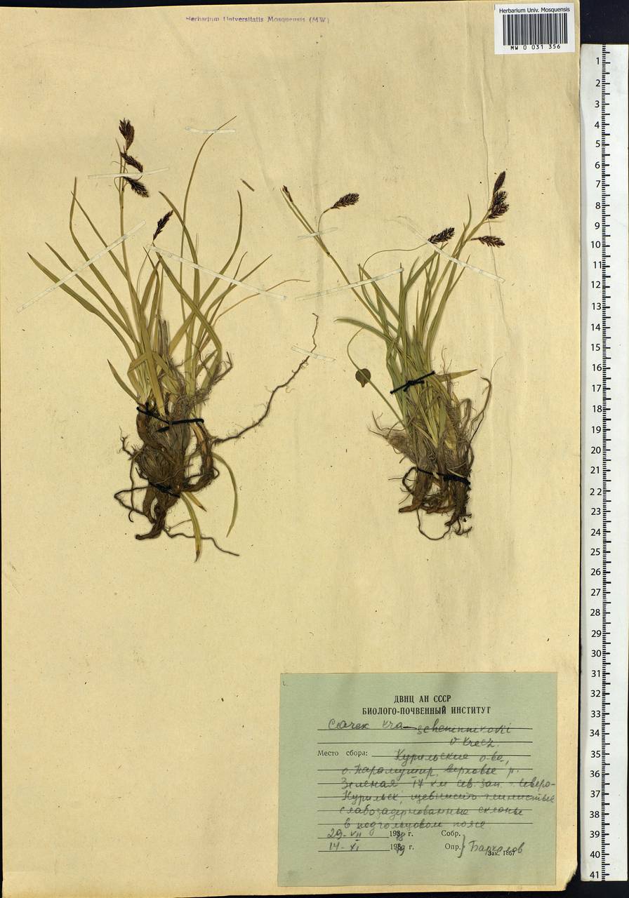 Carex krascheninnikovii Kom. ex V.I.Krecz., Siberia, Russian Far East (S6) (Russia)