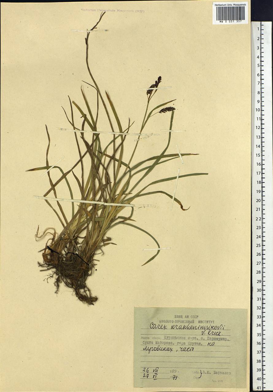 Carex krascheninnikovii Kom. ex V.I.Krecz., Siberia, Russian Far East (S6) (Russia)