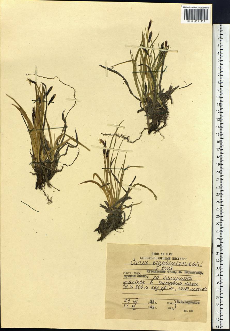 Carex krascheninnikovii Kom. ex V.I.Krecz., Siberia, Russian Far East (S6) (Russia)