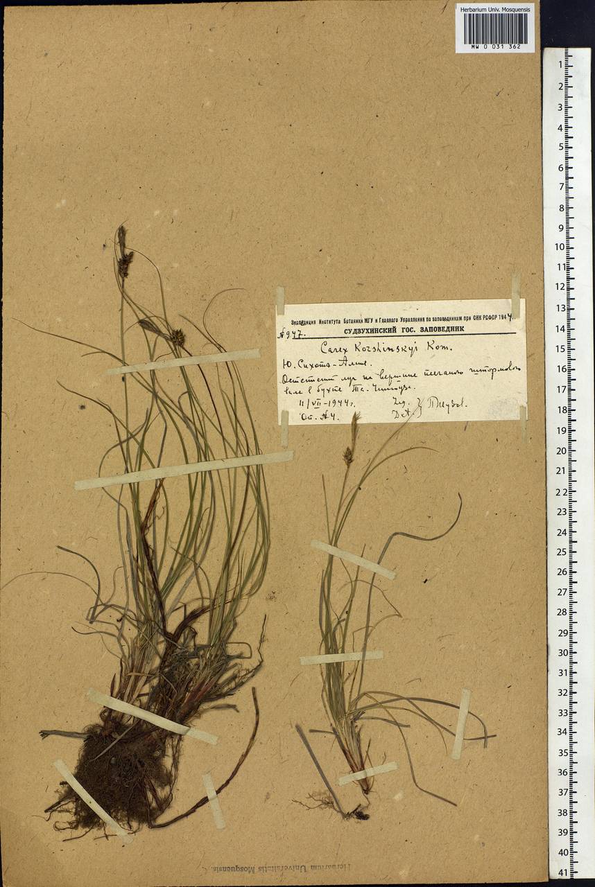 Carex korshinskyi Kom., Siberia, Russian Far East (S6) (Russia)
