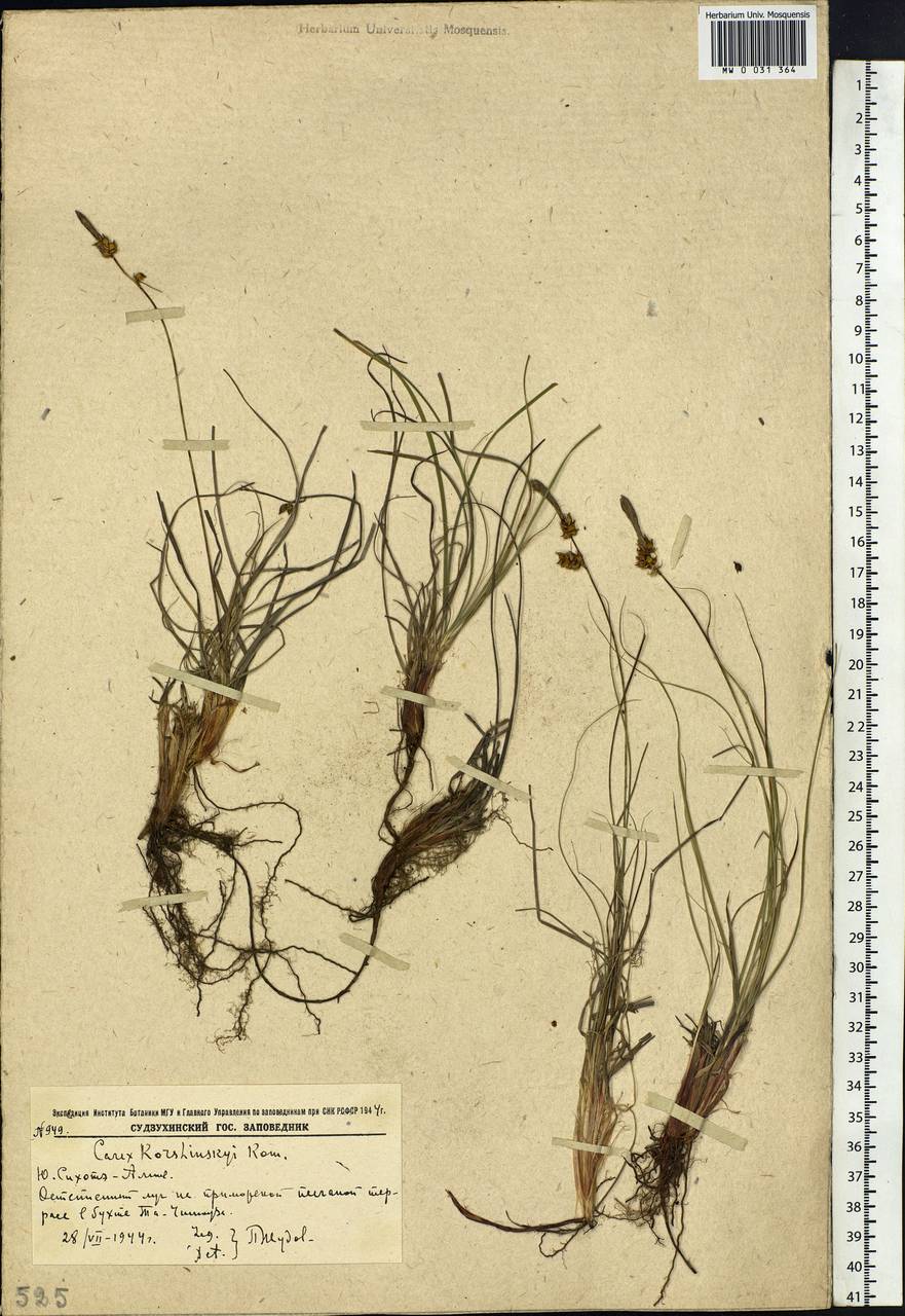 Carex korshinskyi Kom., Siberia, Russian Far East (S6) (Russia)