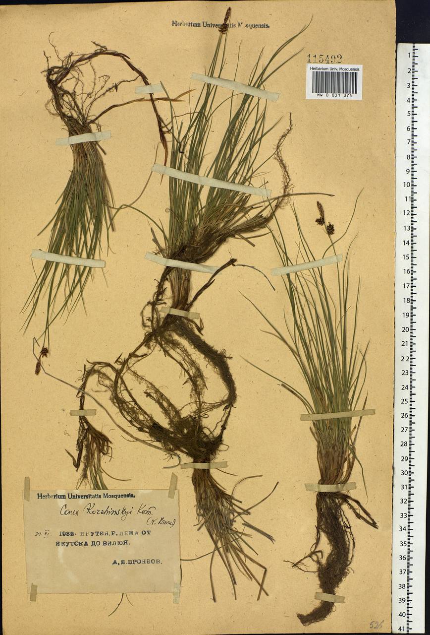 Carex korshinskyi Kom., Siberia, Yakutia (S5) (Russia)