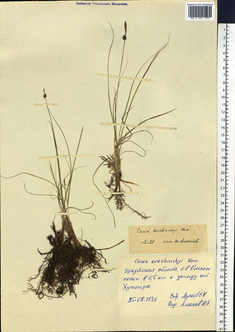 Carex korshinskyi Kom., Siberia, Baikal & Transbaikal region (S4) (Russia)