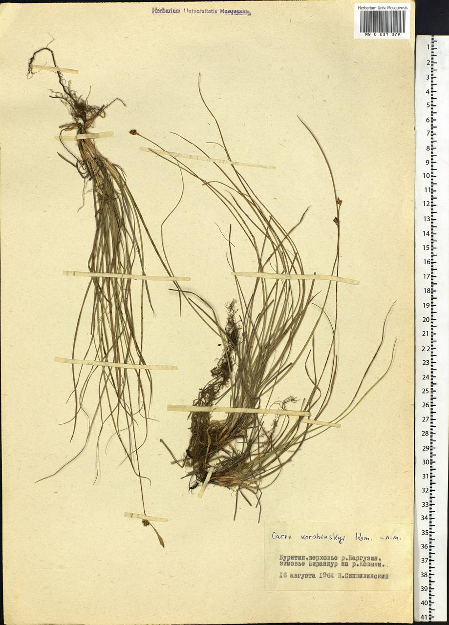 Carex korshinskyi Kom., Siberia, Baikal & Transbaikal region (S4) (Russia)