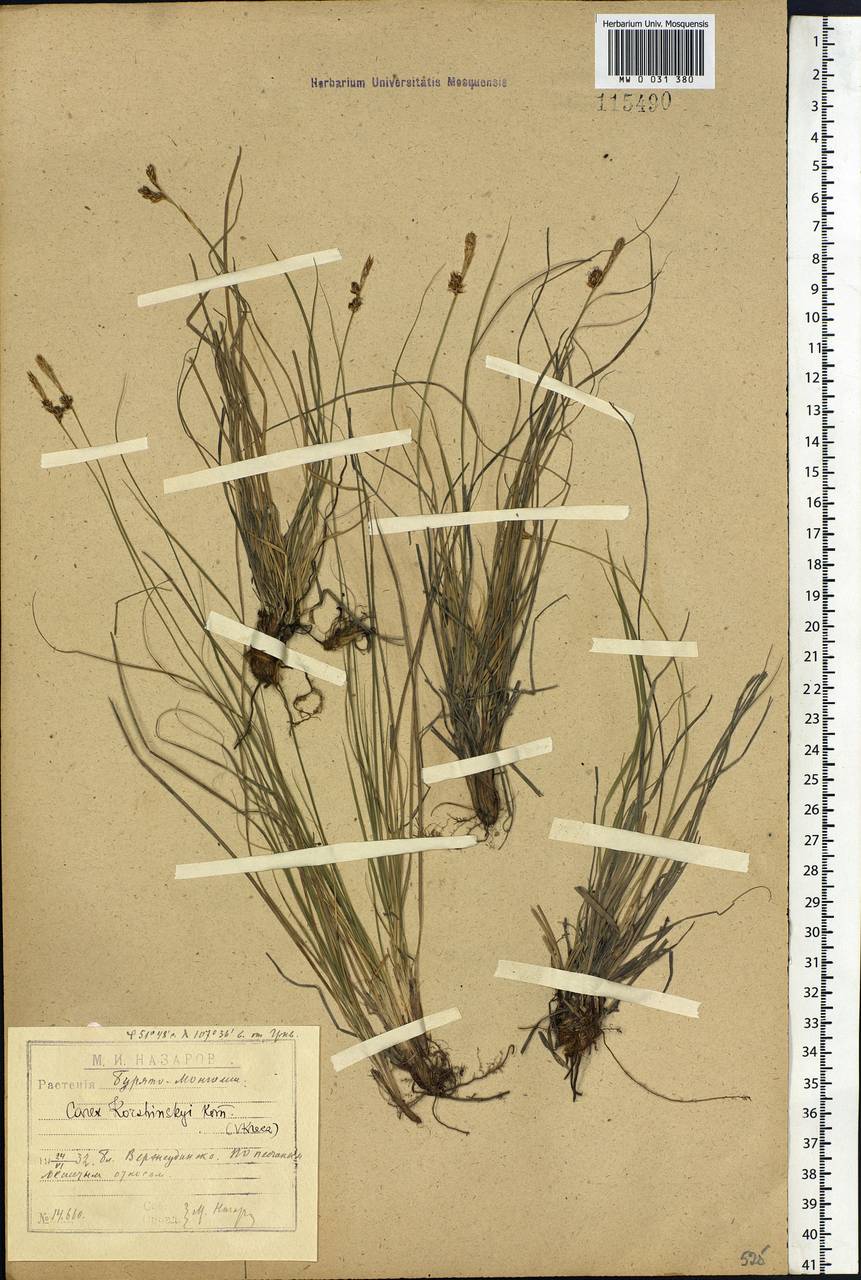Carex korshinskyi Kom., Siberia, Baikal & Transbaikal region (S4) (Russia)