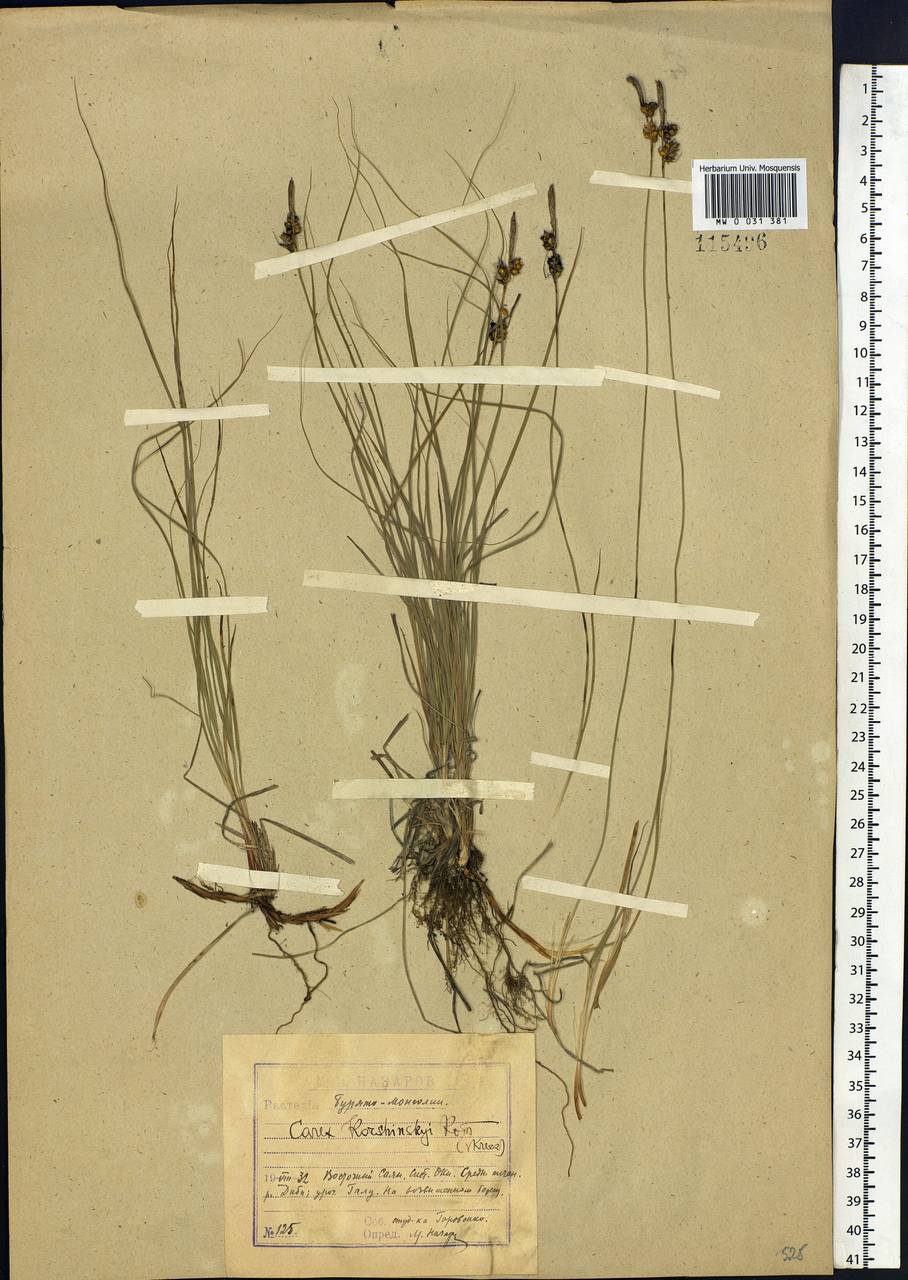 Carex korshinskyi Kom., Siberia, Baikal & Transbaikal region (S4) (Russia)