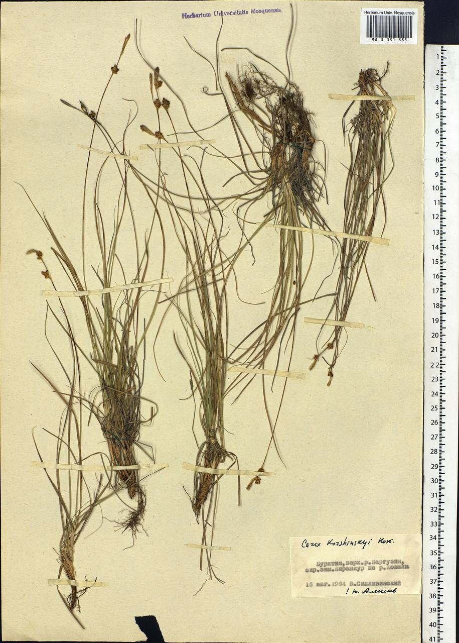 Carex korshinskyi Kom., Siberia, Baikal & Transbaikal region (S4) (Russia)