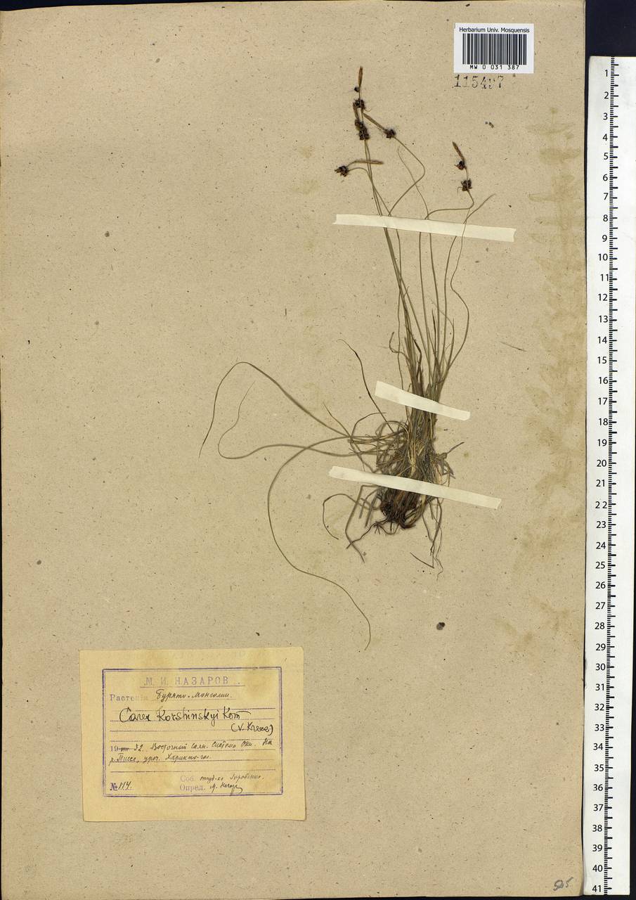 Carex korshinskyi Kom., Siberia, Baikal & Transbaikal region (S4) (Russia)