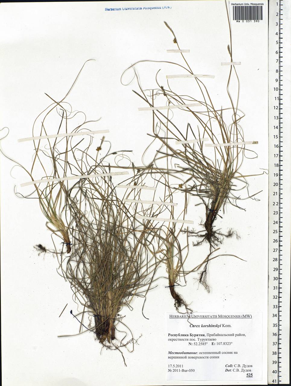 Carex korshinskyi Kom., Siberia, Baikal & Transbaikal region (S4) (Russia)