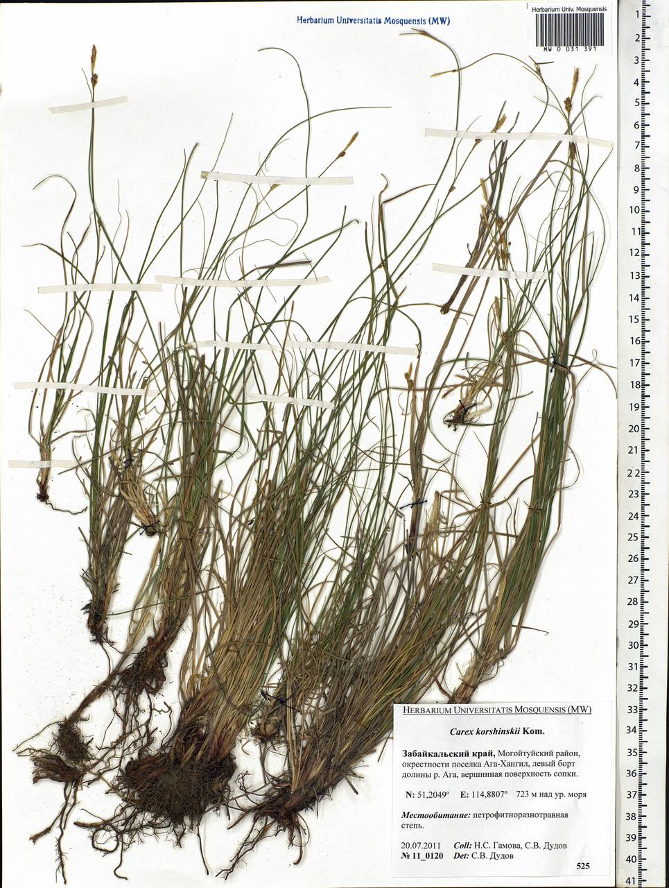 Carex korshinskyi Kom., Siberia, Baikal & Transbaikal region (S4) (Russia)