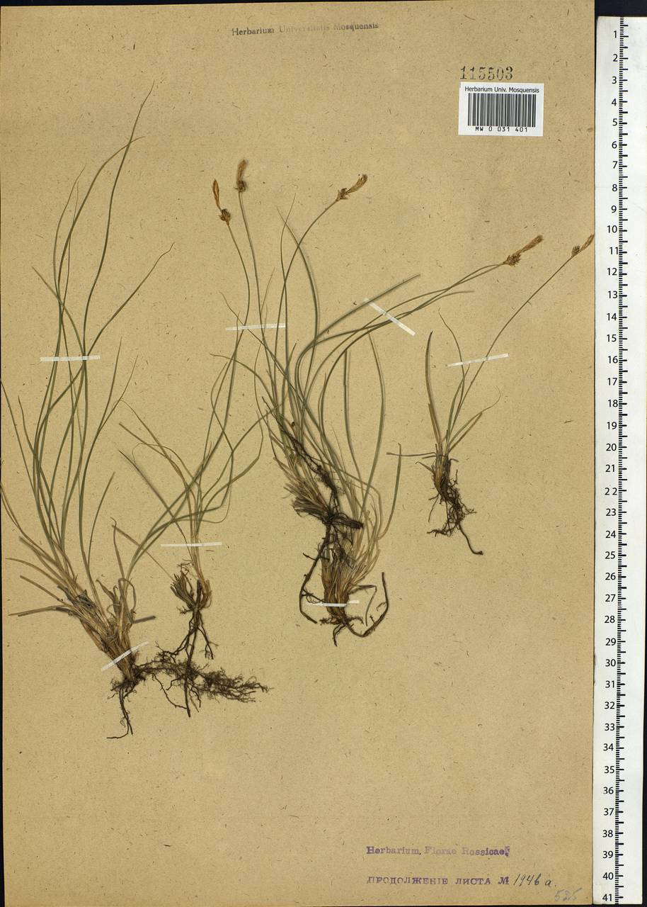 Carex korshinskyi Kom., Siberia, Baikal & Transbaikal region (S4) (Russia)
