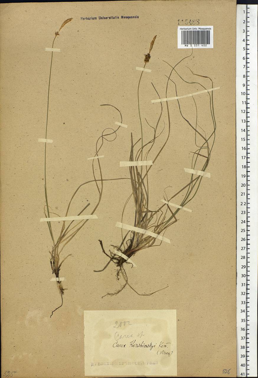 Carex korshinskyi Kom., Siberia, Baikal & Transbaikal region (S4) (Russia)
