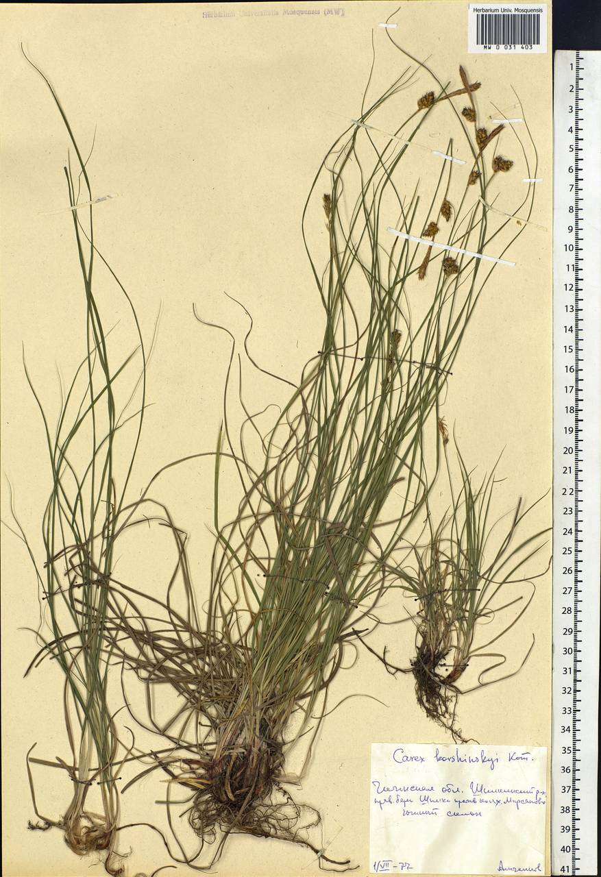Carex korshinskyi Kom., Siberia, Baikal & Transbaikal region (S4) (Russia)