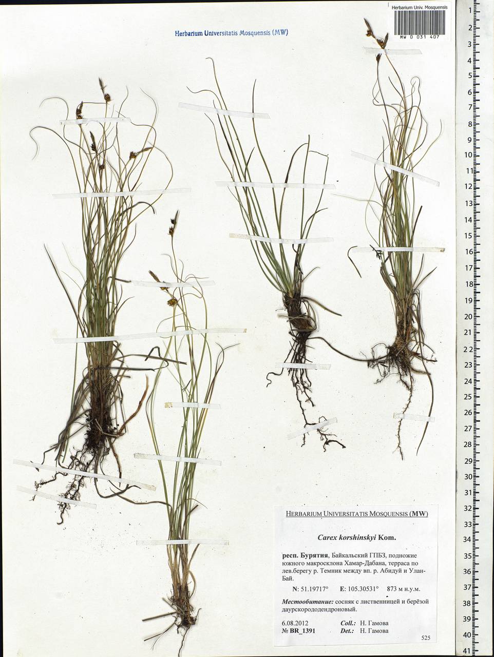 Carex korshinskyi Kom., Siberia, Baikal & Transbaikal region (S4) (Russia)
