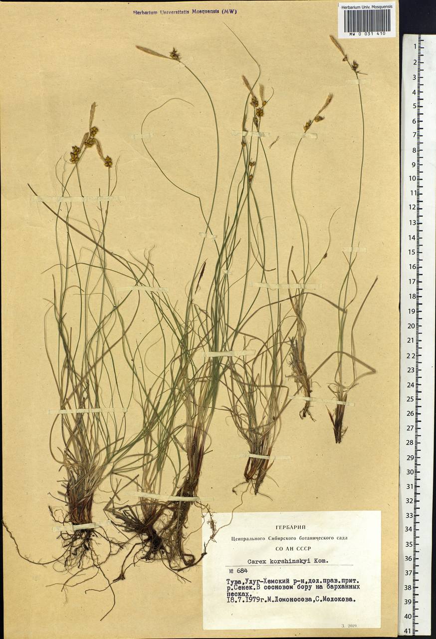 Carex korshinskyi Kom., Siberia, Altai & Sayany Mountains (S2) (Russia)