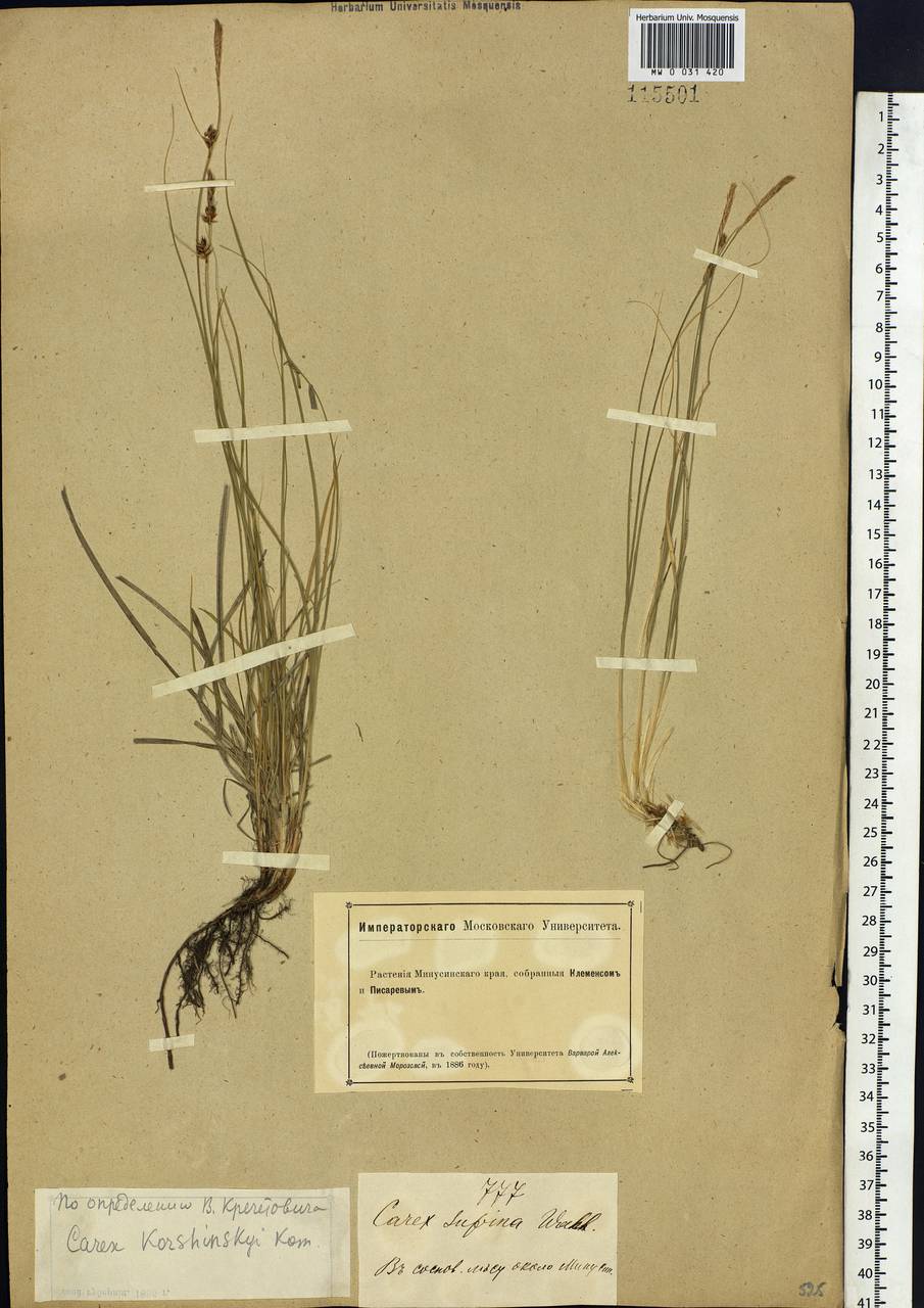 Carex korshinskyi Kom., Siberia, Altai & Sayany Mountains (S2) (Russia)