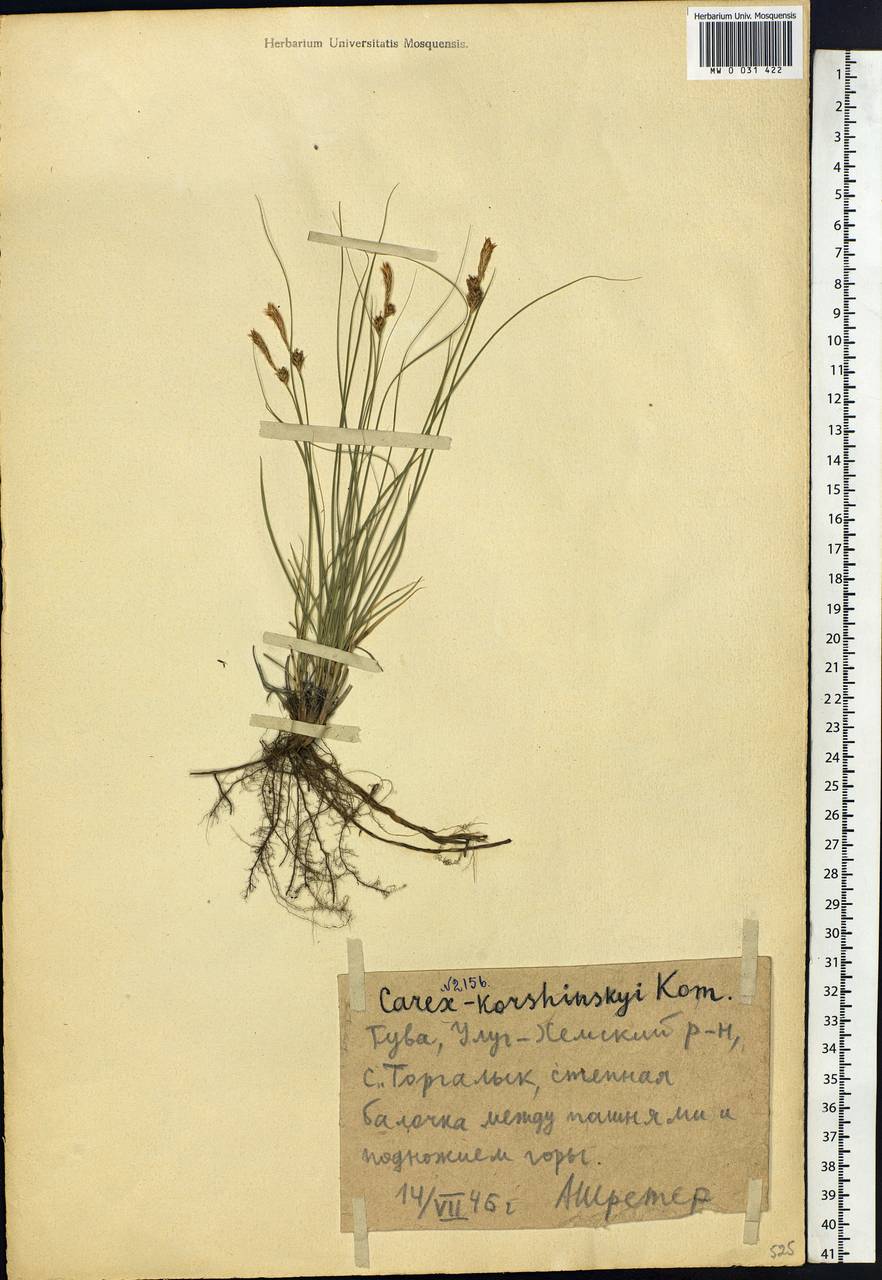 Carex korshinskyi Kom., Siberia, Altai & Sayany Mountains (S2) (Russia)