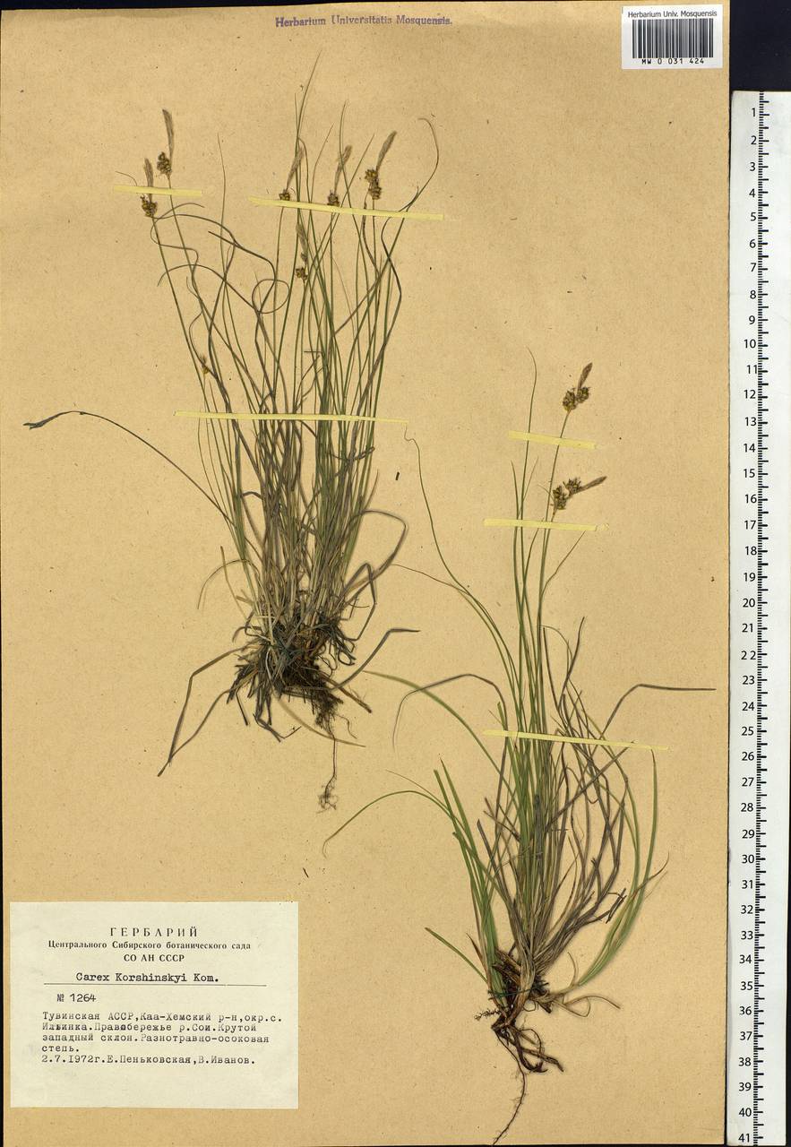 Carex korshinskyi Kom., Siberia, Altai & Sayany Mountains (S2) (Russia)