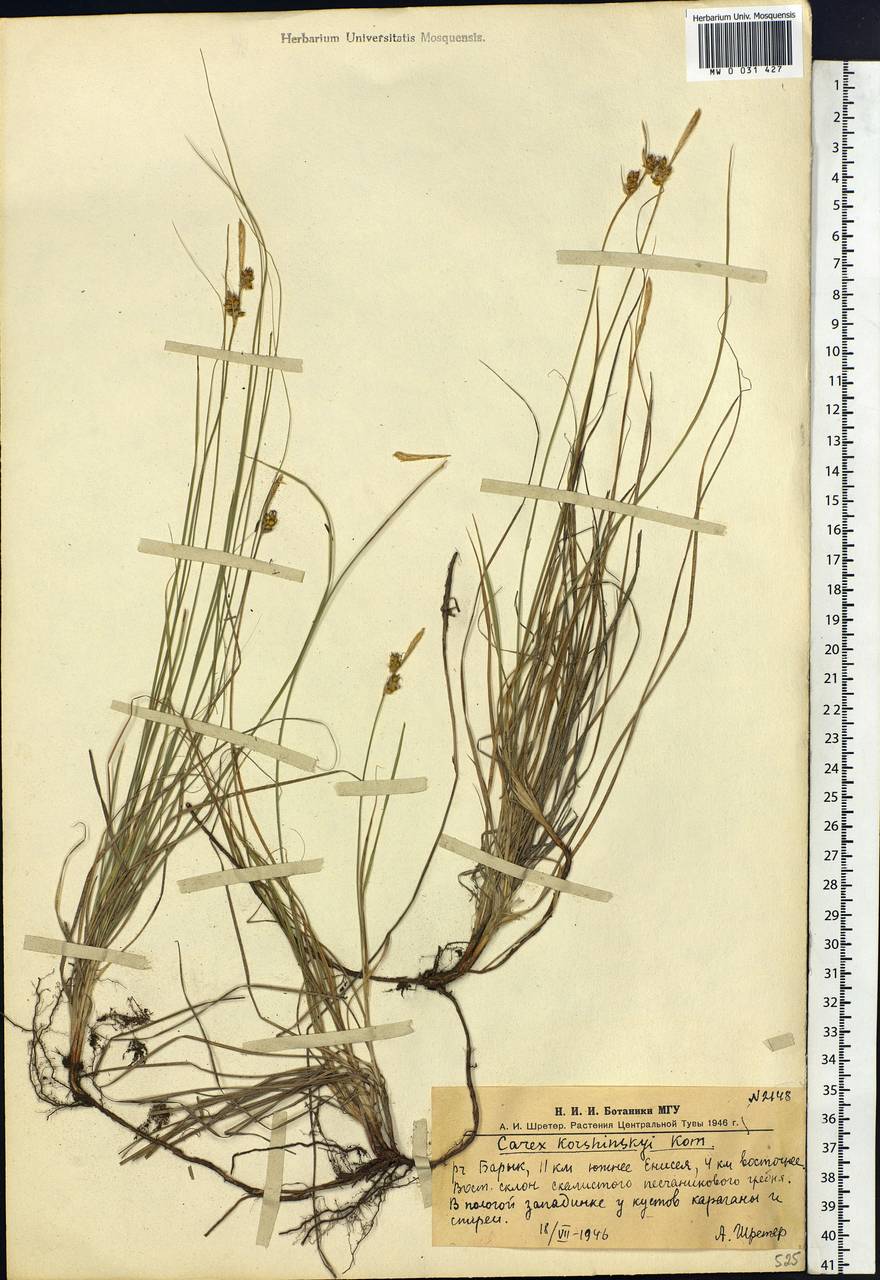 Carex korshinskyi Kom., Siberia, Altai & Sayany Mountains (S2) (Russia)