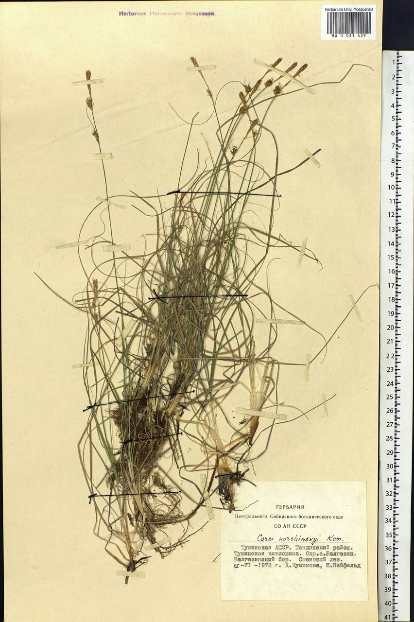 Carex korshinskyi Kom., Siberia, Altai & Sayany Mountains (S2) (Russia)