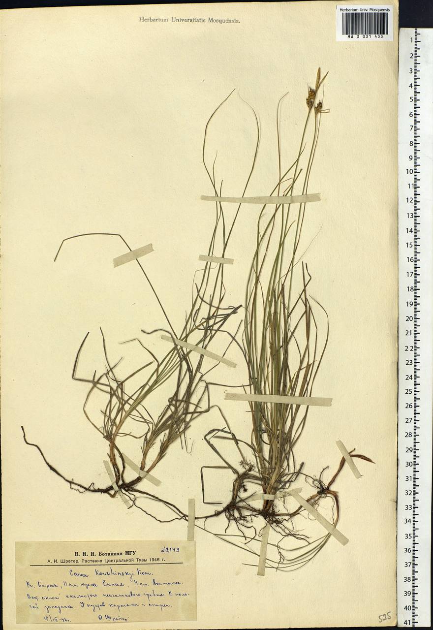 Carex korshinskyi Kom., Siberia, Altai & Sayany Mountains (S2) (Russia)