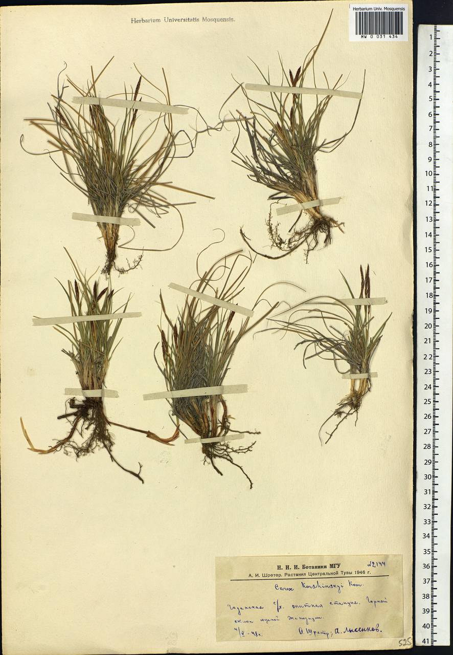 Carex korshinskyi Kom., Siberia, Altai & Sayany Mountains (S2) (Russia)