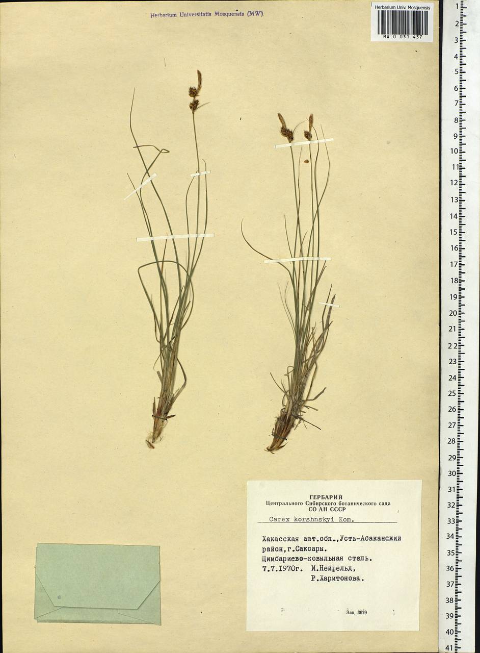 Carex korshinskyi Kom., Siberia, Altai & Sayany Mountains (S2) (Russia)