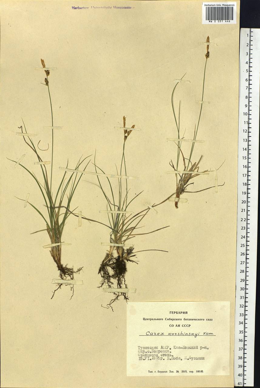 Carex korshinskyi Kom., Siberia, Altai & Sayany Mountains (S2) (Russia)