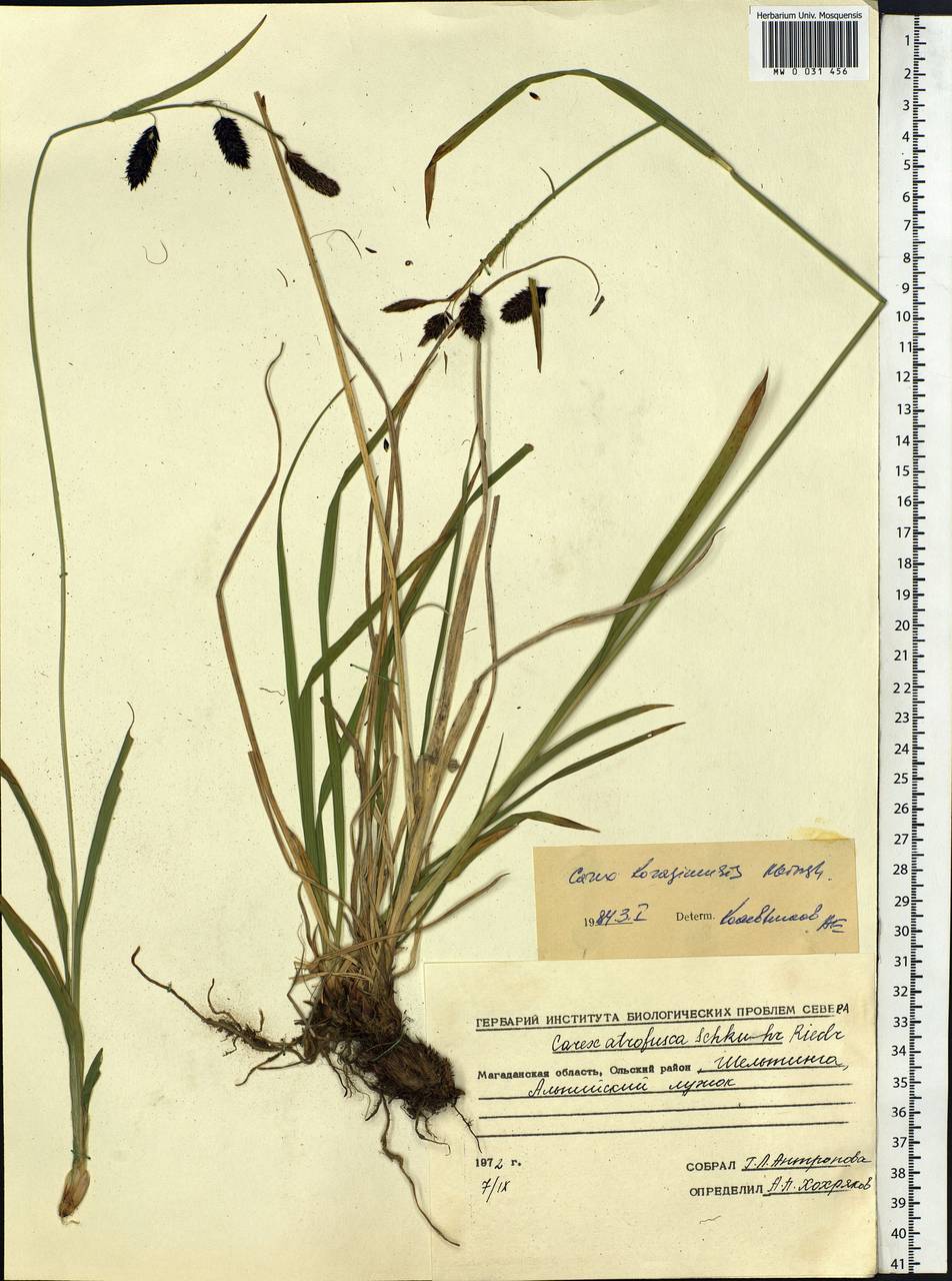 Carex scita var. riishirensis (Franch.) Kük., Siberia, Chukotka & Kamchatka (S7) (Russia)