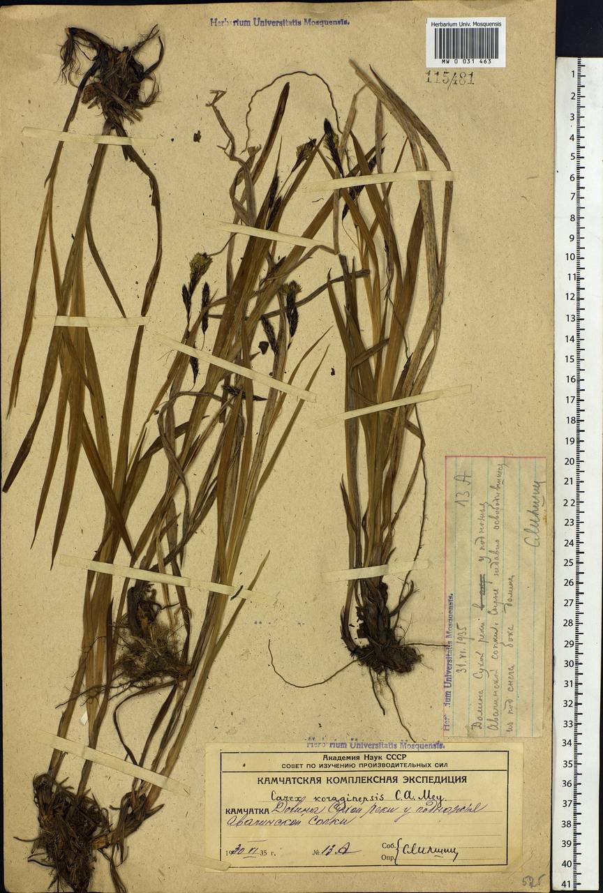 Carex scita var. riishirensis (Franch.) Kük., Siberia, Chukotka & Kamchatka (S7) (Russia)