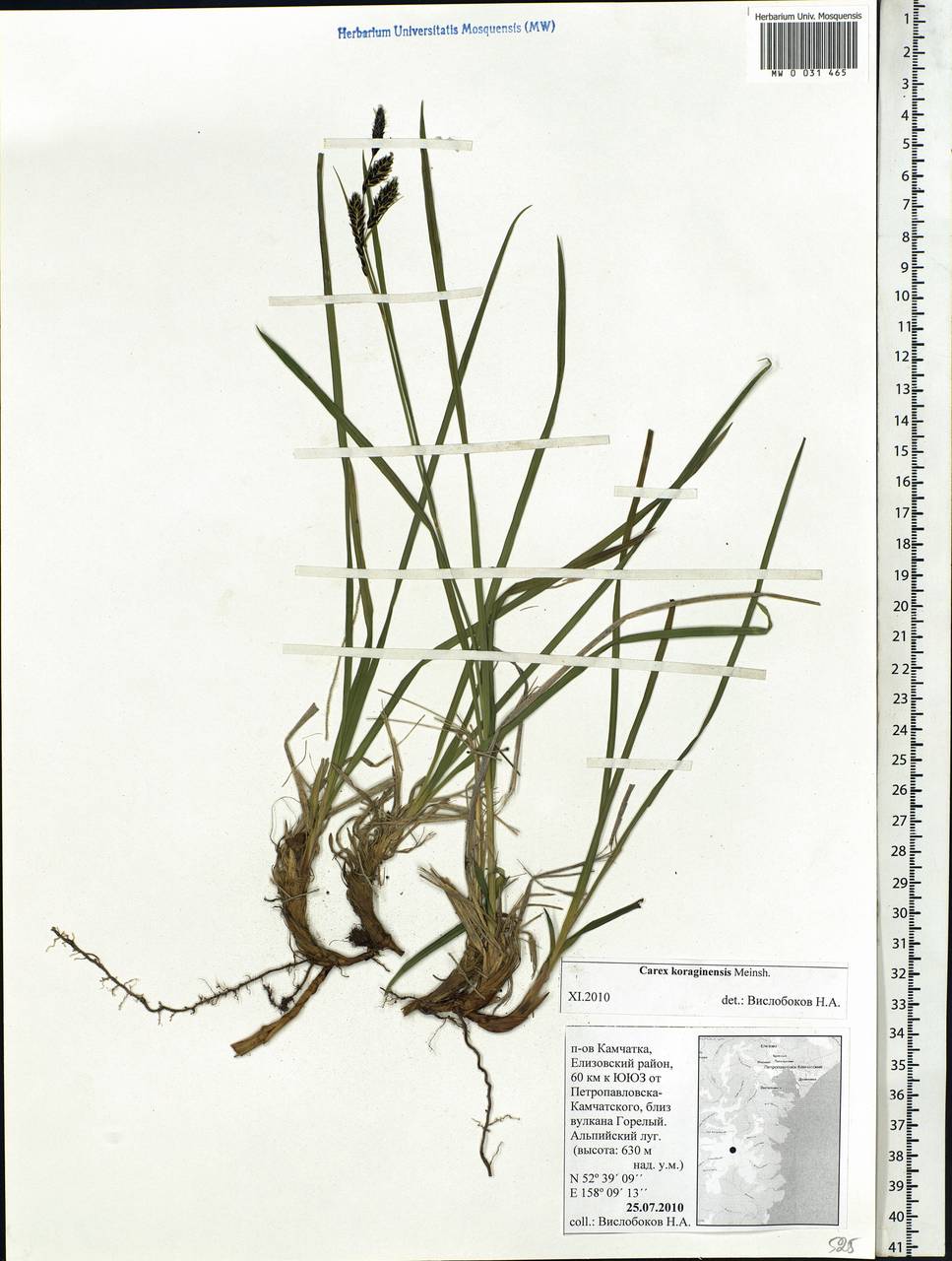 Carex scita var. riishirensis (Franch.) Kük., Siberia, Chukotka & Kamchatka (S7) (Russia)