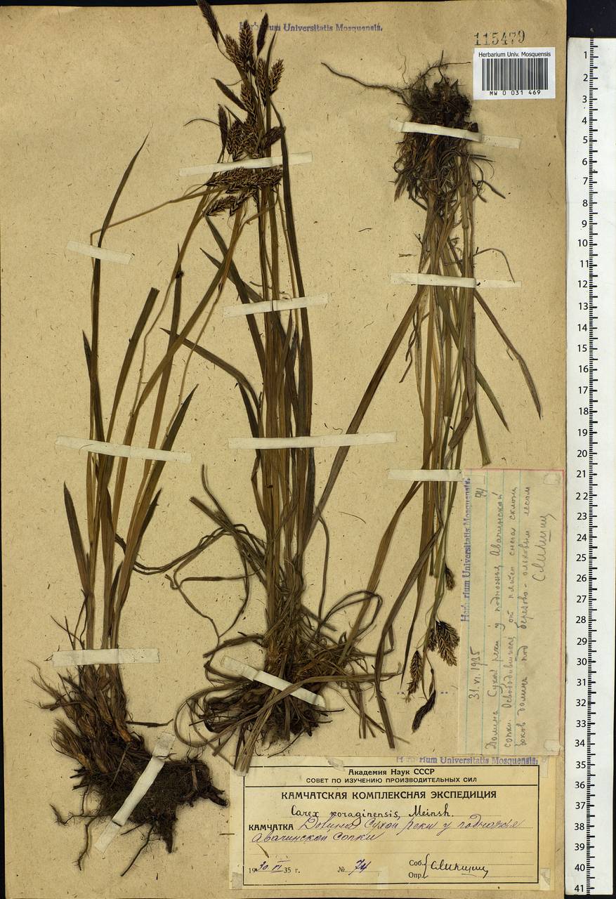 Carex scita var. riishirensis (Franch.) Kük., Siberia, Chukotka & Kamchatka (S7) (Russia)