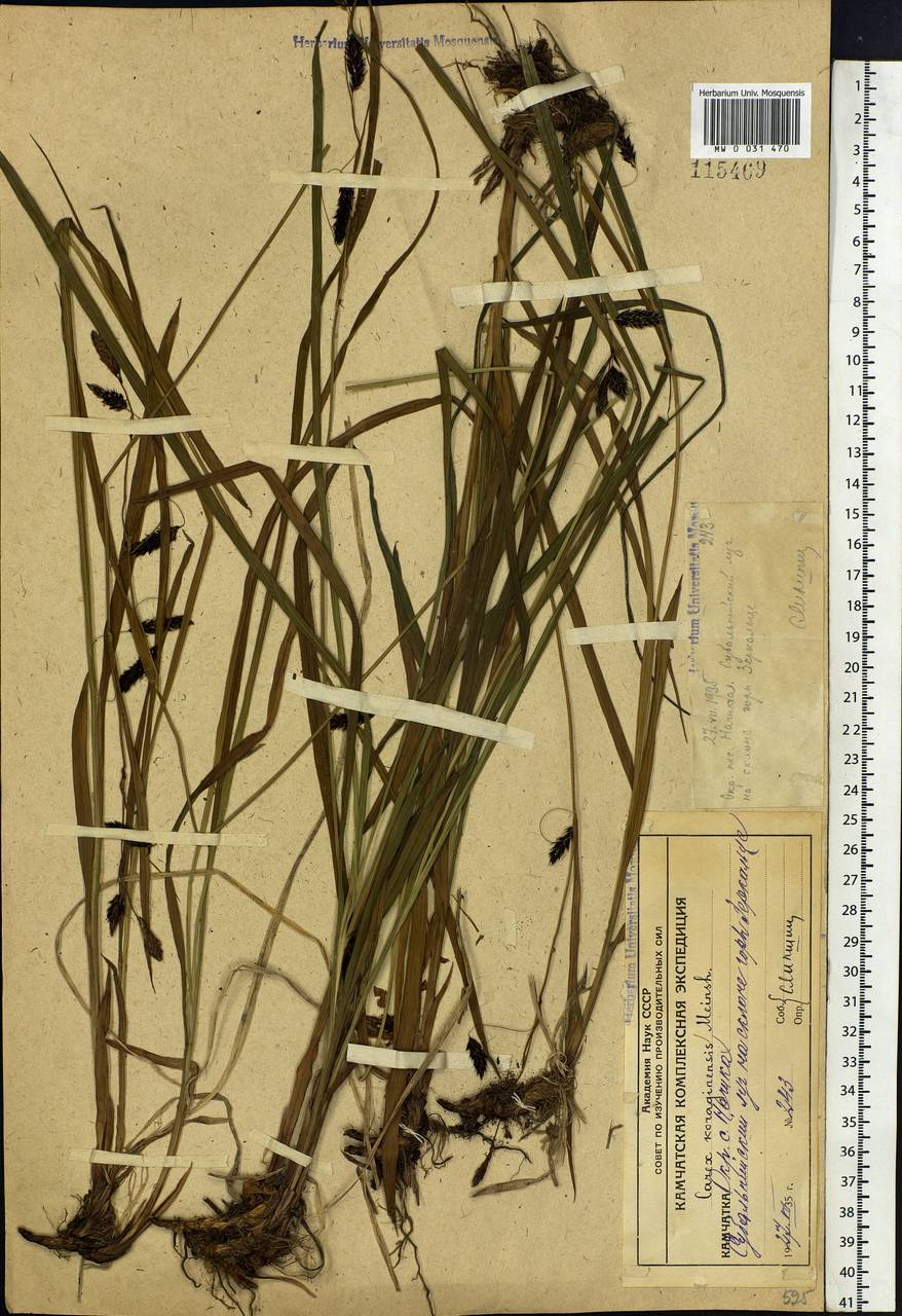 Carex scita var. riishirensis (Franch.) Kük., Siberia, Chukotka & Kamchatka (S7) (Russia)