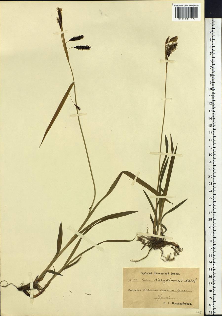 Carex scita var. riishirensis (Franch.) Kük., Siberia, Chukotka & Kamchatka (S7) (Russia)