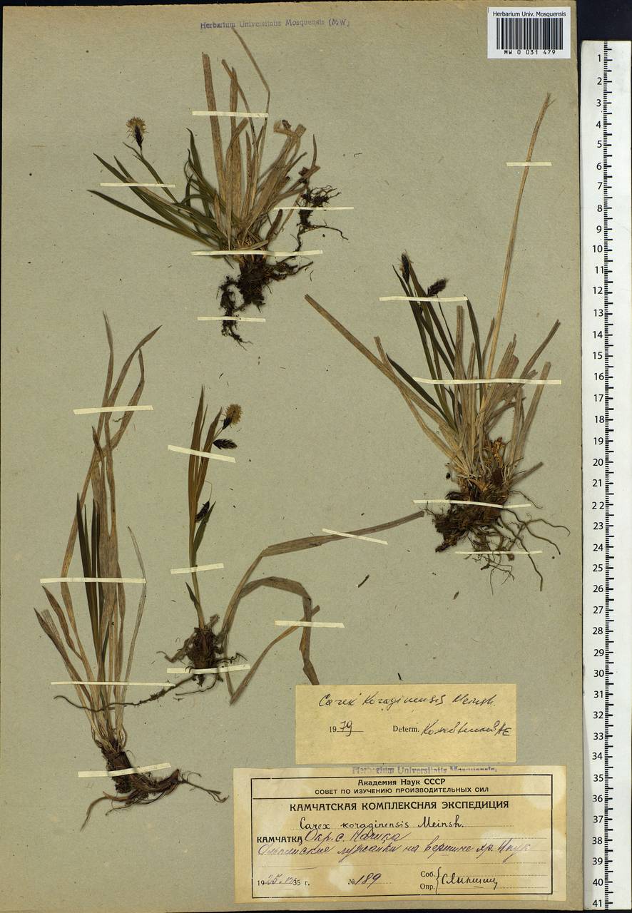 Carex scita var. riishirensis (Franch.) Kük., Siberia, Chukotka & Kamchatka (S7) (Russia)