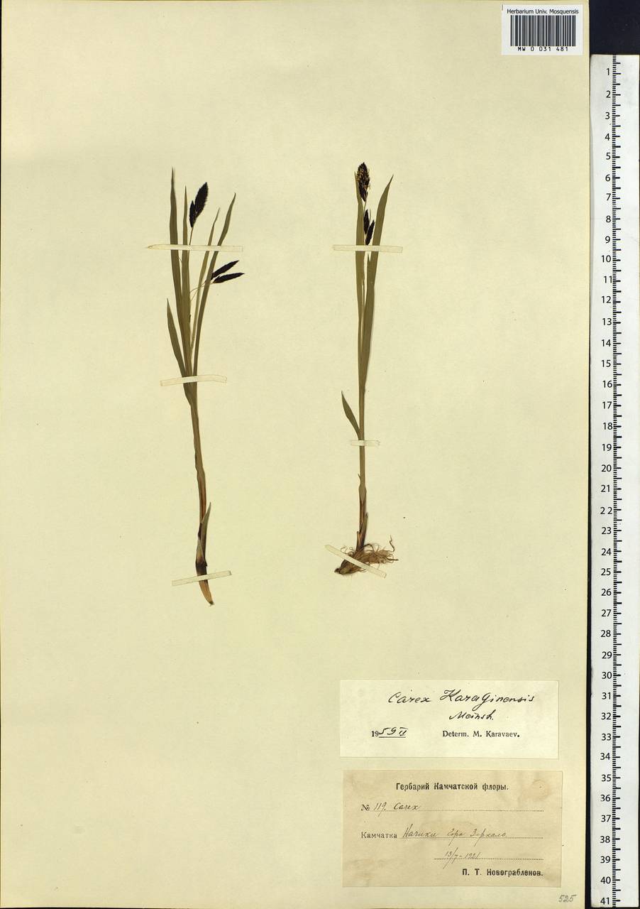 Carex scita var. riishirensis (Franch.) Kük., Siberia, Chukotka & Kamchatka (S7) (Russia)