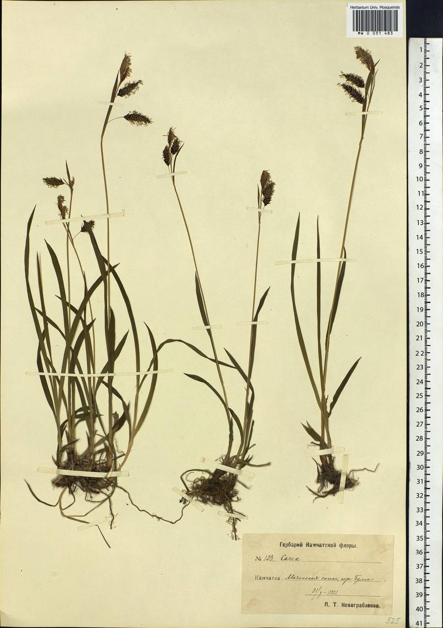 Carex scita var. riishirensis (Franch.) Kük., Siberia, Chukotka & Kamchatka (S7) (Russia)