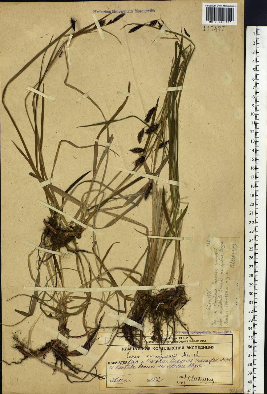 Carex scita var. riishirensis (Franch.) Kük., Siberia, Chukotka & Kamchatka (S7) (Russia)